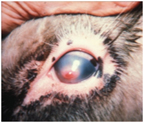 Figure 2: Pinkeye that is several days old shows severe tearing, a blue color to the cornea due to edema, and partially closed eyelid due to pain and sensitivity.